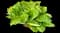 Big Daddy - Hosta — design image 3