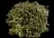 Ninebark (Physocarpus opulifolius) — design image 13