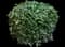 Laurustinus Viburnum — design image 2