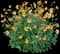 Totally Tangerine™ Avens — design image 1