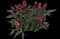 Ornamental Pepper — design image 2