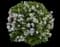 Common Lilac — design image 2