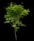 Japanese Maple Tree — design image 2