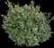 Boxwood Shrub — design image 24