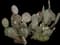 Purple Prickly Pear Cactus — design image 1