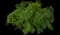 Bronxensis Dwarf Forsythia — design image 1