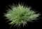 Blue Fescue Grass — design image 6