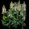 Dalmatian Peach Digitalis — design image 1