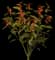 Scarlet Plume — design image 4