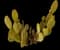 Bunny Ears Cactus — design image 9