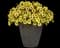 Cannonball® Yellow Petunia — design image 2