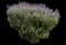 French Lavender — design image 3