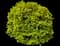Golden Privet 'Aureum' — design image 7