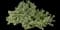 Silver King Variegated Euonymus — design image 1