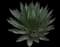 Shaw's Agave — design image 13