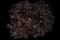 Creeping Mahonia — design image 3