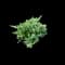 Green Mound Juniper — design image 1