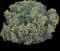 Lavender Cotton — design image 2