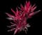 'Red Sister' Cabbage Palm — design image 6