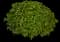 Roughleaf dogwood — design image 7