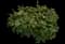 Oakleaf Hydrangea Shrub — design image 6