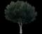 Weeping Fig Tree — design image 8
