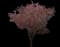 Newport Flowering Plum — design image 6