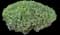 California Coffeeberry — design image 2