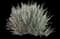 New Zealand Flax (Phormium tenax) — design image 15
