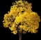 Yellow Trumpet Tree — design image 2