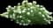 Little Lamb Panicle Hydrangea — design image 2