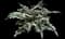 Crested Japanese Painted Fern — design image 1