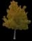 Siberian Elm — design image 3