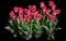 Tulip 'Tom Pouce Triumph' — design image 1