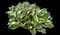 Patriot - Hosta — design image 1