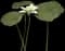 American Lotus — design image 1