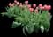 Tulips — design image 7