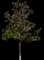 Southern Magnolia — design image 1