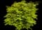 Burning Bush — design image 15