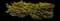 Creeping Juniper — design image 4