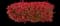 Chinese Photinia — design image 3