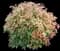 Nandina — design image 10