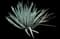 Sisal Agave — design image 6