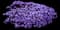 Bedazzled Lavender Phlox — design image 2