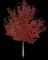 Red Maple Tree — design image 10