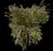 Desert Willow — design image 1