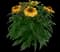 Guatemala Gold Coneflower — design image 1