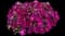 Cascadias™ Rose Petunia hybrida — design image 1