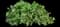 Creeping Mahonia — design image 2
