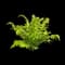 Ostrich Fern 'Pensylvanica' — design image 1